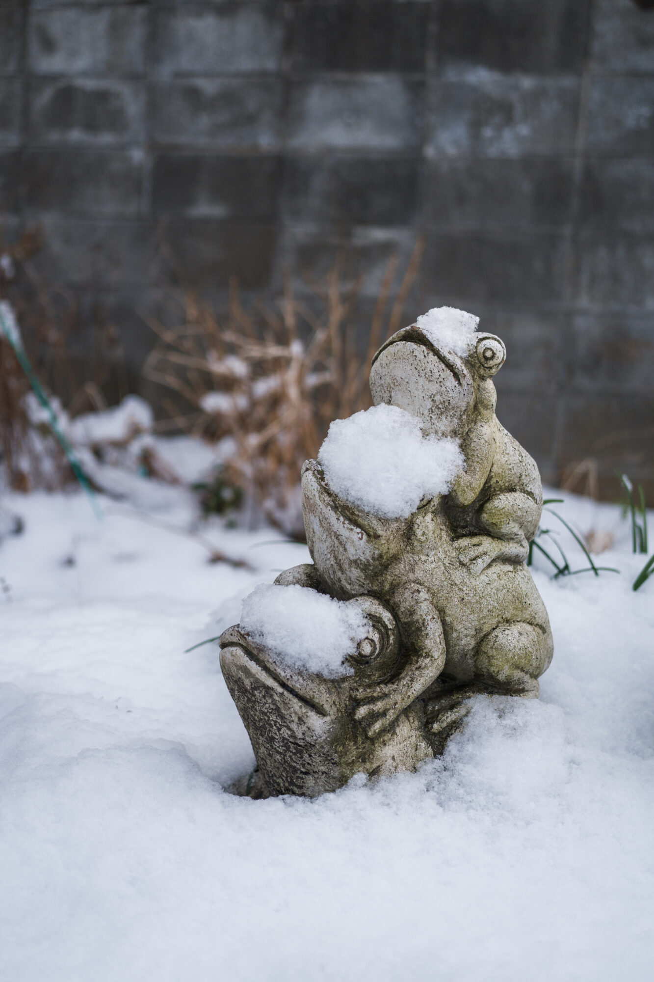 ILCE-7M5 f/2.5 1/2500sec 40mm