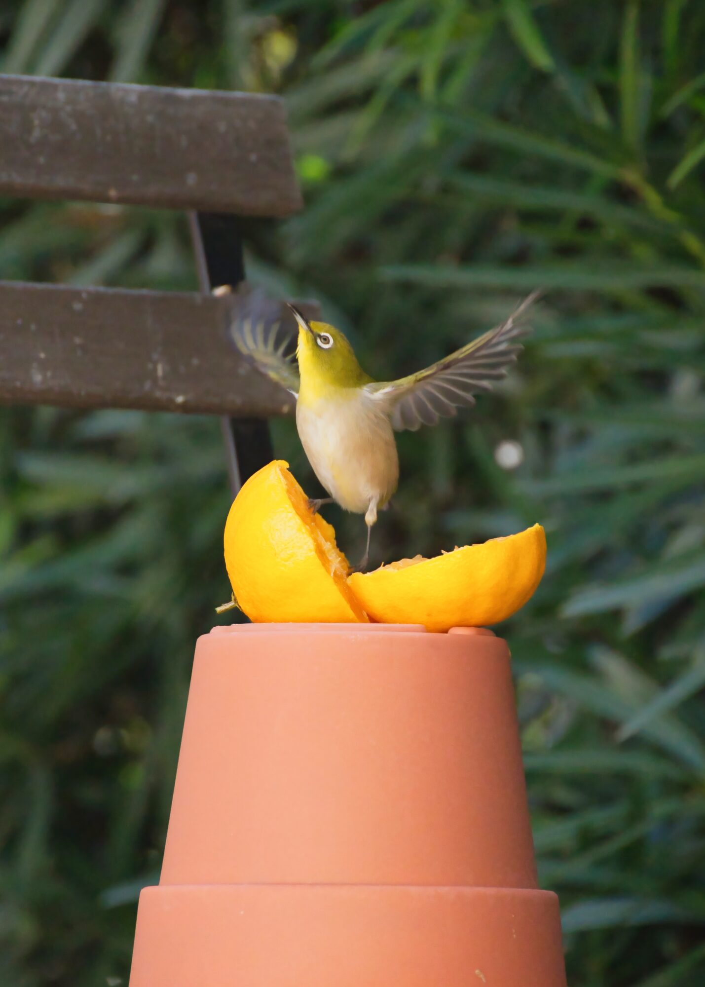 ILCE-7M5 f/6.3 1/2500sec 300mm