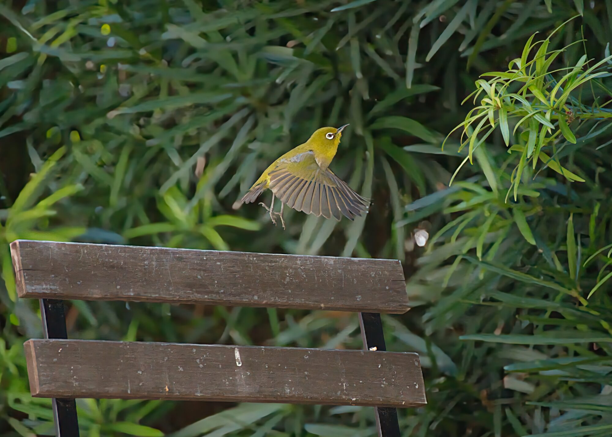 ILCE-7M5 f/6.3 1/2500sec 300mm