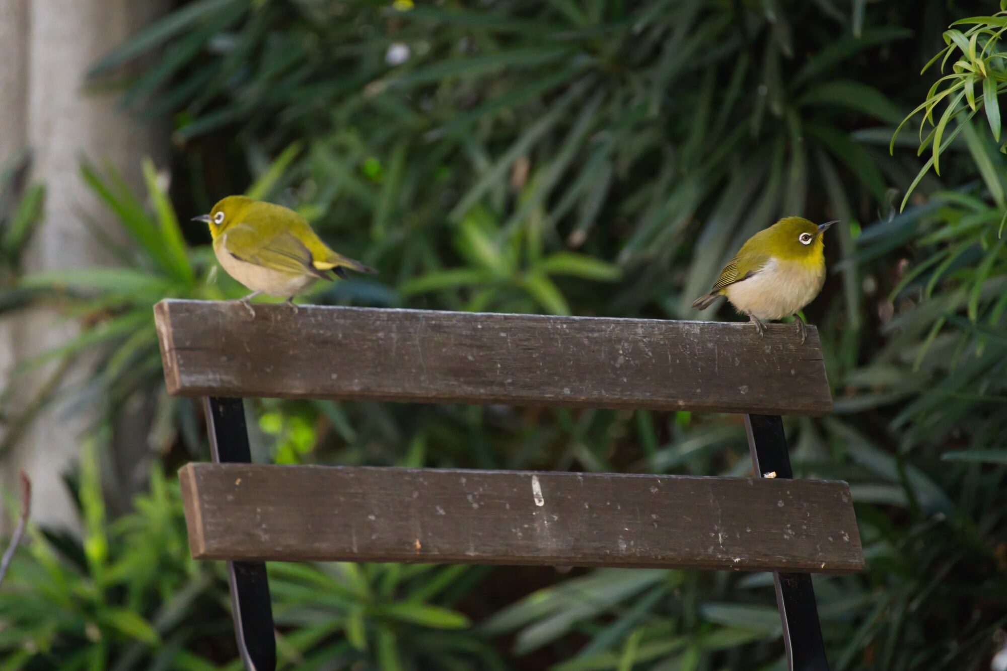 ILCE-7M5 f/6.3 1/2500sec 300mm