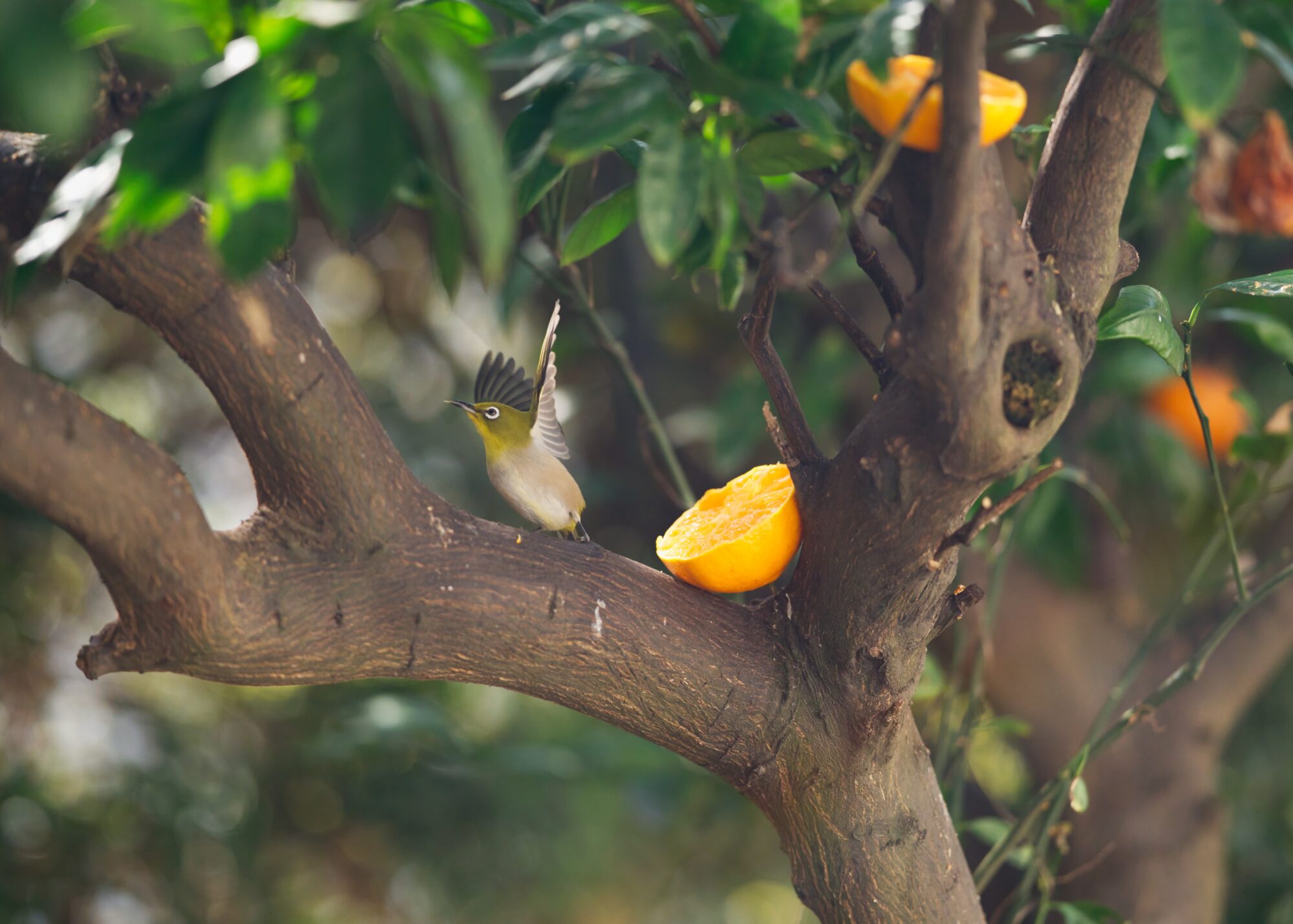 ILCE-7M5 f/1.8 1/2500sec 135mm