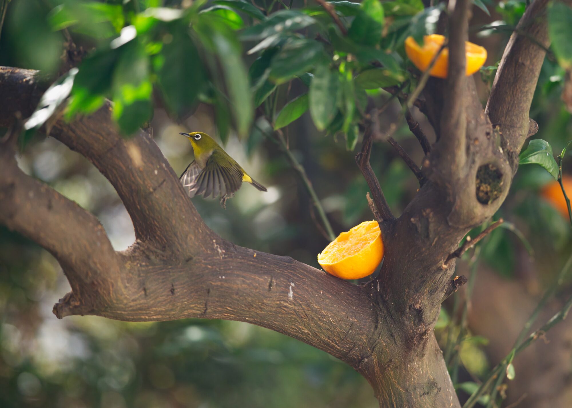 ILCE-7M5 f/1.8 1/2500sec 135mm