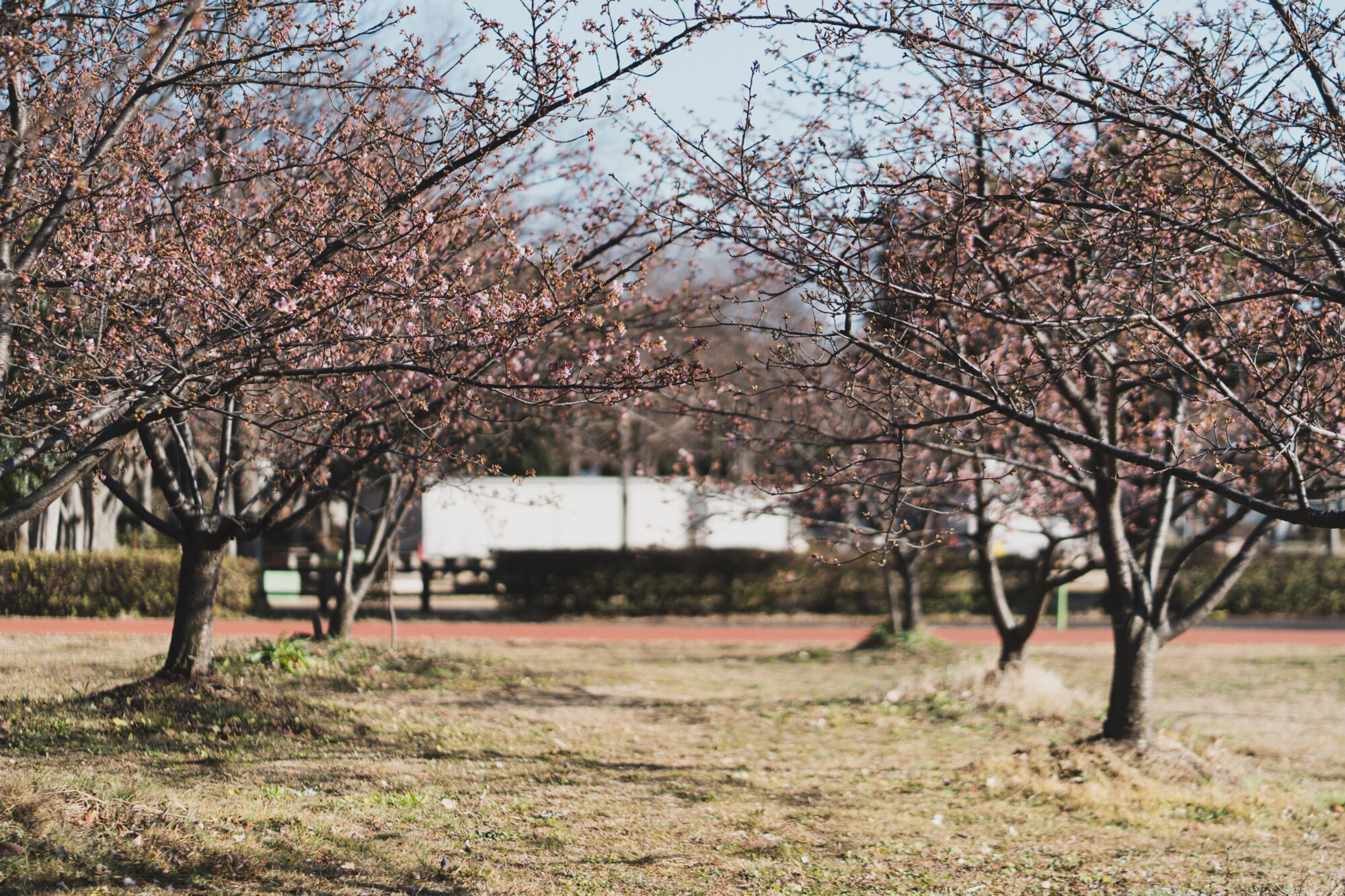 ILCE-7M5 f/1.8 1/4000sec 85mm