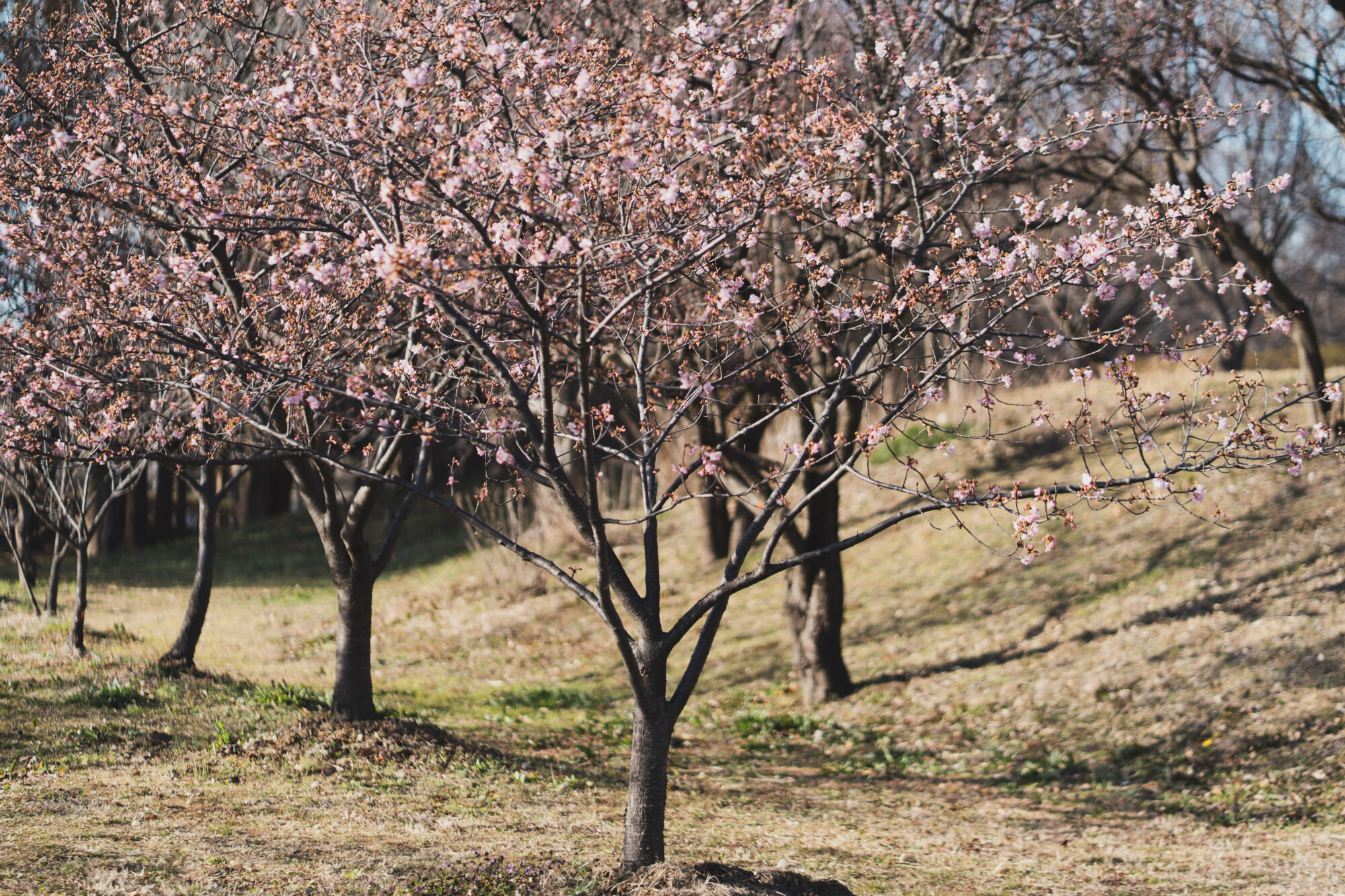 ILCE-7M5 f/1.8 1/2000sec 85mm