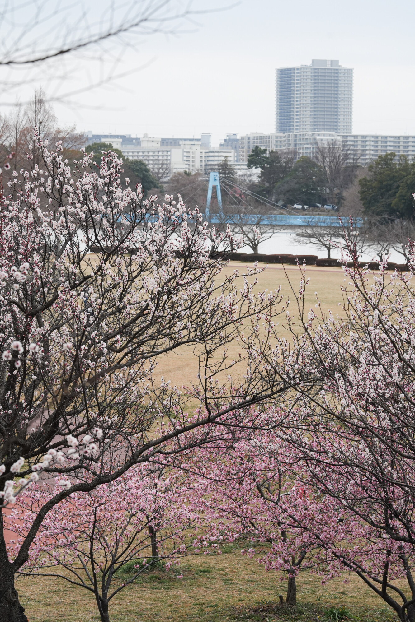 ILCE-7M5 f/9 1/60sec 135mm