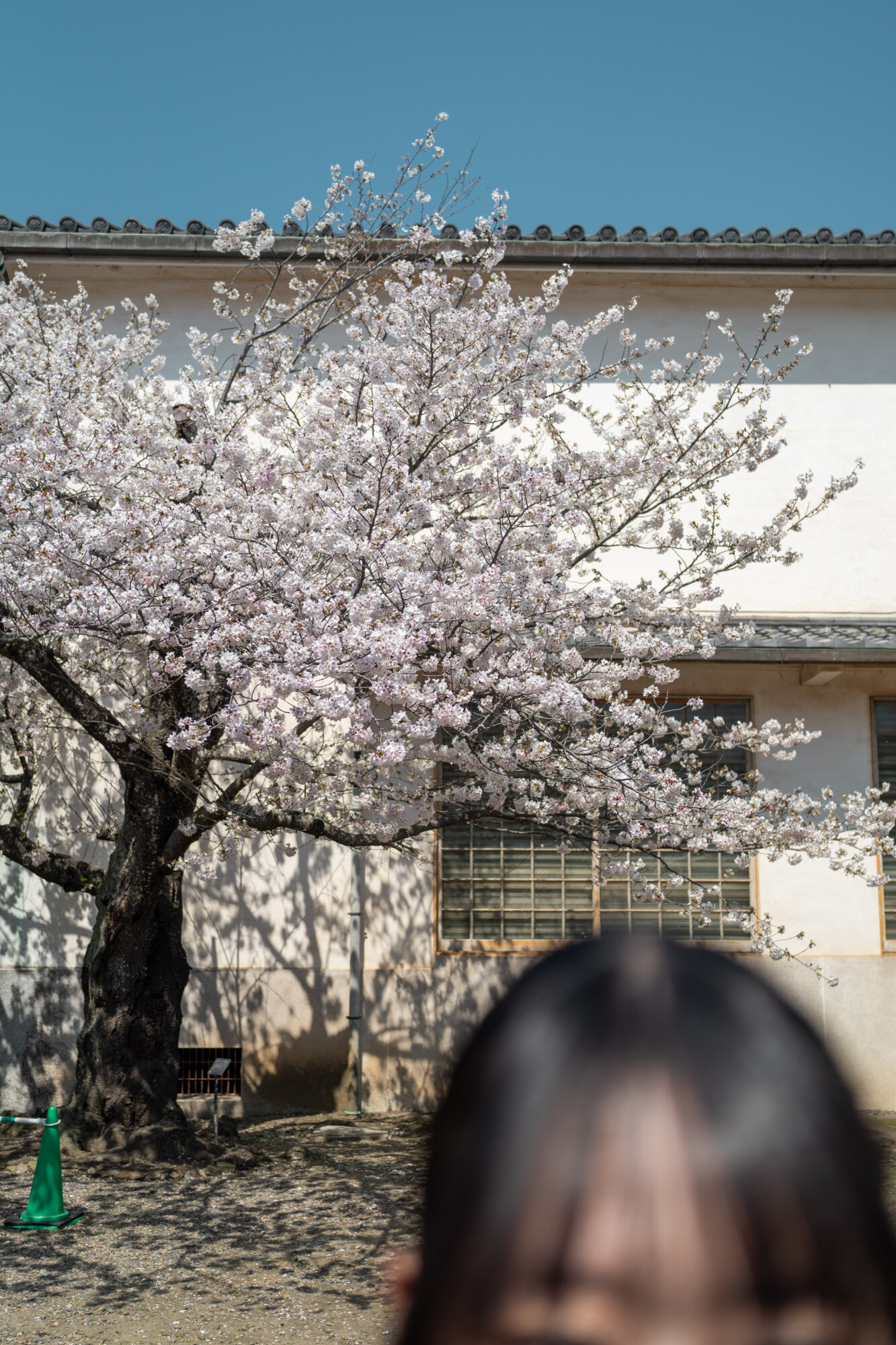 ILCE-7M5 f/2.5 1/2000sec 40mm